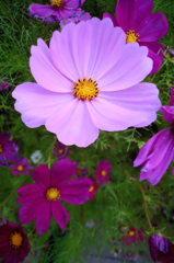 2014/06/14_伊奈バラ園のコスモス