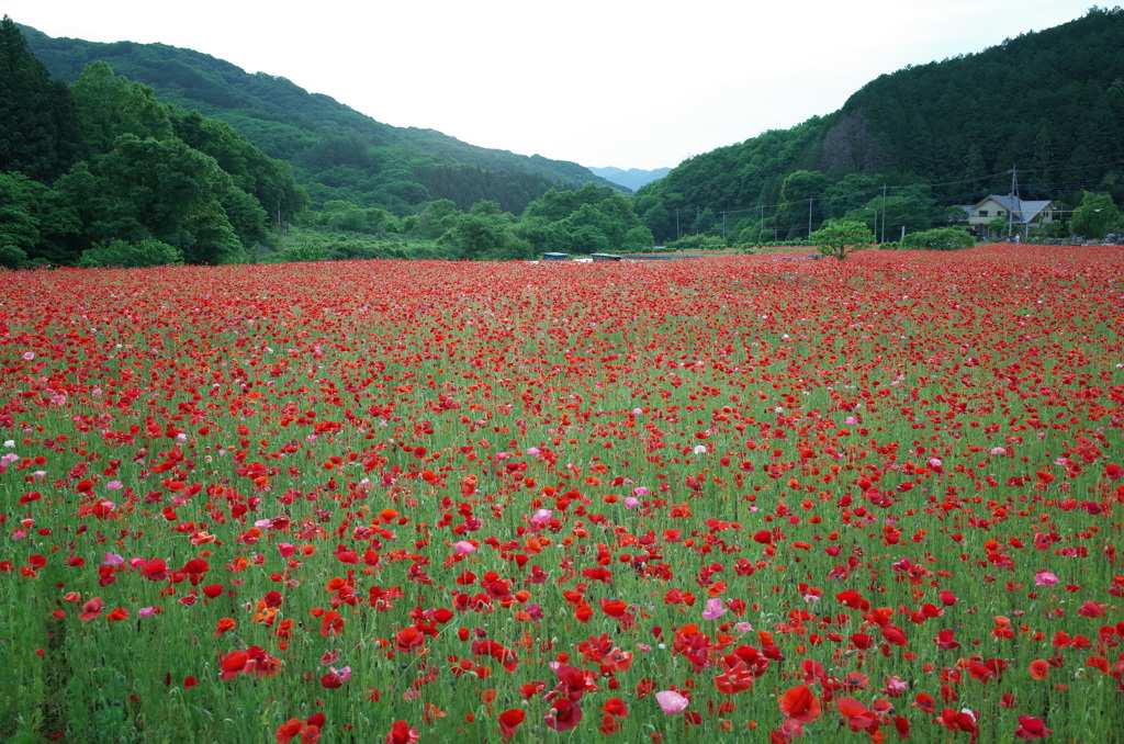 2015/05/23_ポピー畑