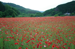 2015/05/23_ポピー畑