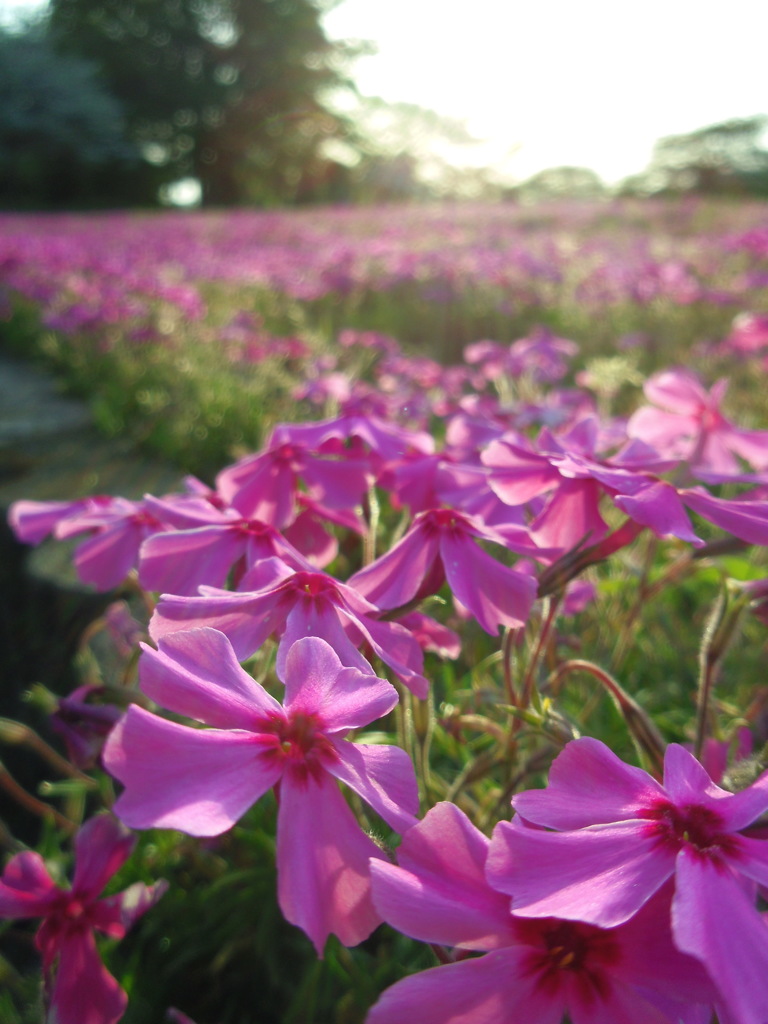 2017/04/30_花の丘農林公苑の夕暮れ芝桜