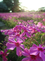 2017/04/30_花の丘農林公苑の夕暮れ芝桜