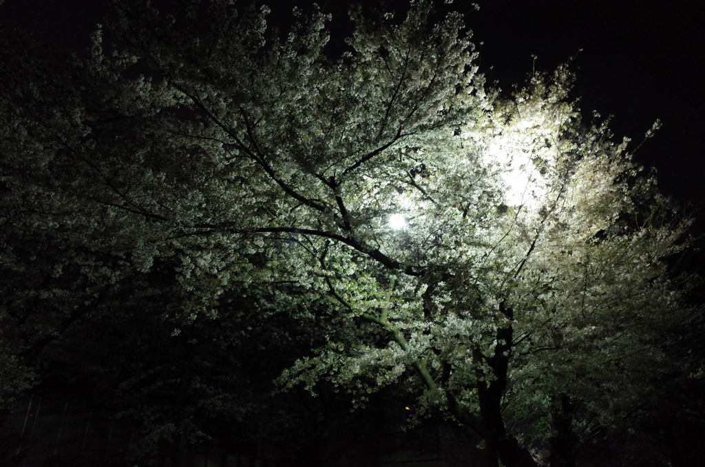2015/04/05_上尾市文化センターの夜桜