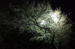 2015/04/05_上尾市文化センターの夜桜