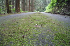 2014/08/02_苔むした道