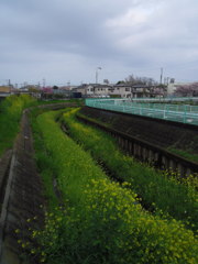 2017/04/09_芝川の菜の花