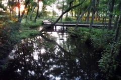 2014/06/14_伊奈町制施行記念公園の池
