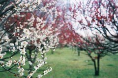 2016/02/28_花の丘農林公苑の紅白梅