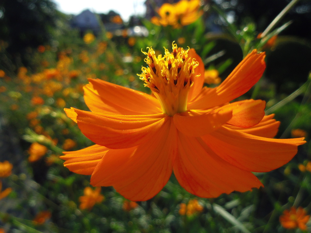 2016/07/30_キバナコスモス