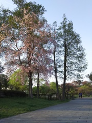 2017/04/16_さきたま古墳公園の夕暮れ桜