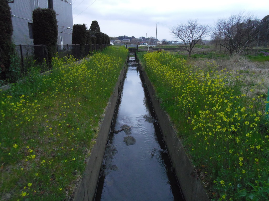 2017/04/01_曇天の用水路と菜の花