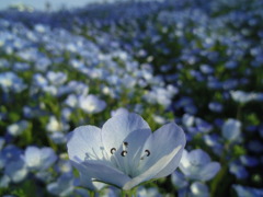 2017/04/30_花の丘農林公苑のネモフィラ