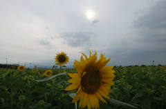 2014/07/06_梅雨時のひまわり畑