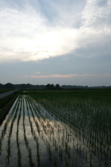 2016/07/02_水田の夕暮れ