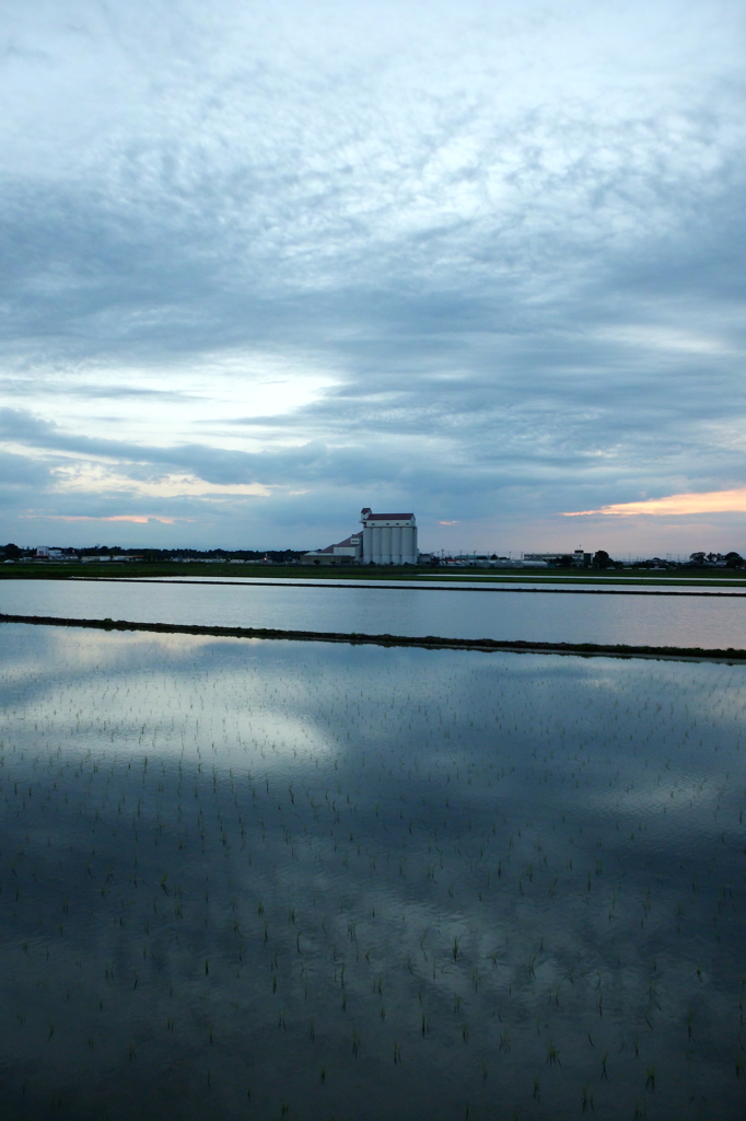2015/06/21_水田の夕暮れ