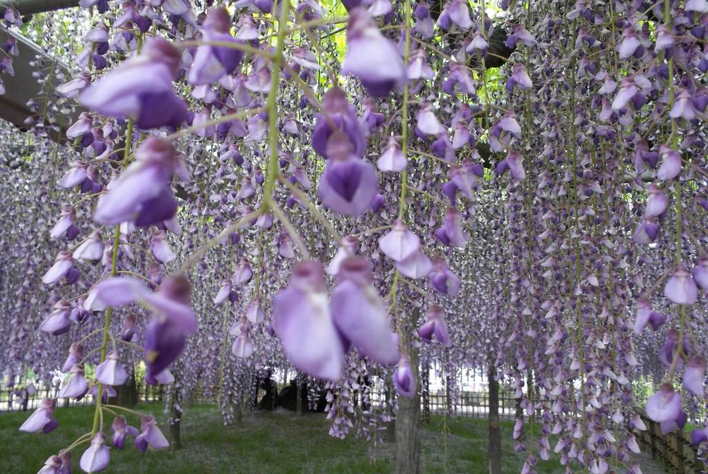 2015/05/03_玉敷公園の藤