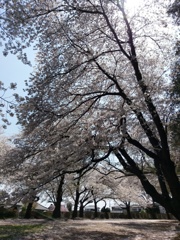 2019/04/06_氷川児童公園の桜