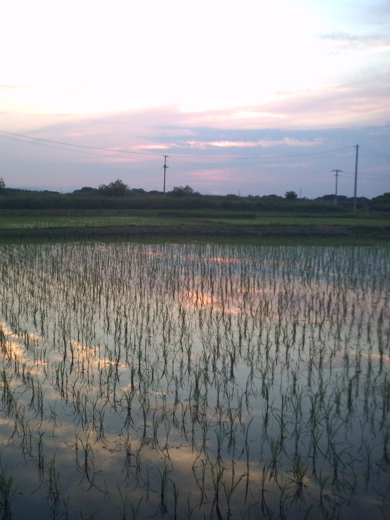 2015/05/24_水田の夕暮れ