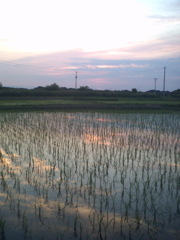 2015/05/24_水田の夕暮れ