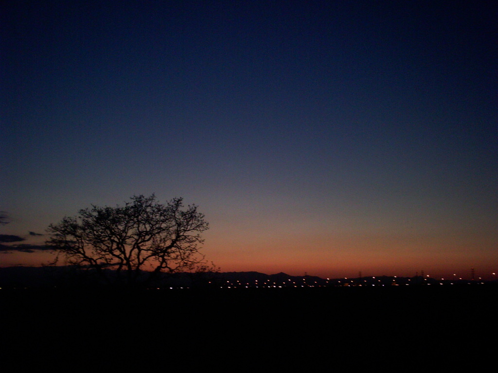 2014/03/22_夕暮れの木と太郎右衛門橋