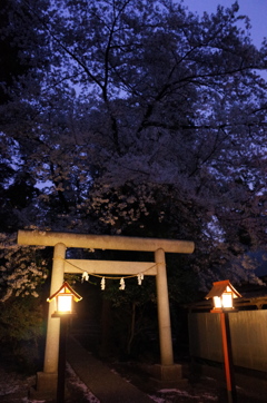 2015/04/04_伊奈崇霊社の夕暮れ桜