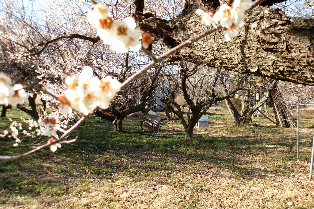 2014/03/15_梅林のリヤカー