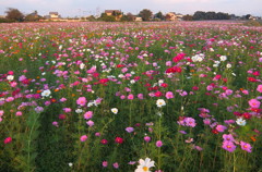 2014/10/19_コスモス畑