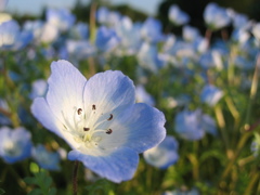 2017/04/23_花の丘農林公苑のネモフィラ