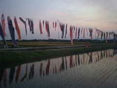 2015/05/24_夕空と水田に鯉のぼり