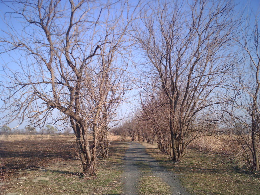 2014/03/23_旧谷中村遺跡への道
