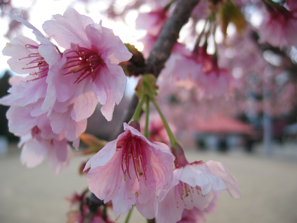 2016/03/27_放光寺の桜