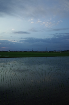 2015/06/21_水田の夕暮れ