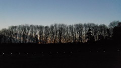 2014/01/18_夕暮れの木とソーラーライト