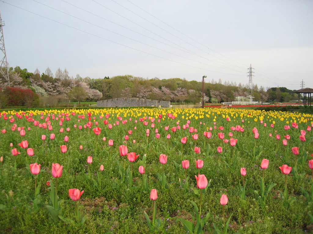 2016/04/09_花の丘農林公苑のチューリップ