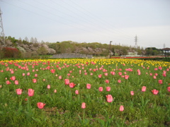 2016/04/09_花の丘農林公苑のチューリップ