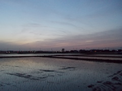 2016/05/07_水田の夕暮れ