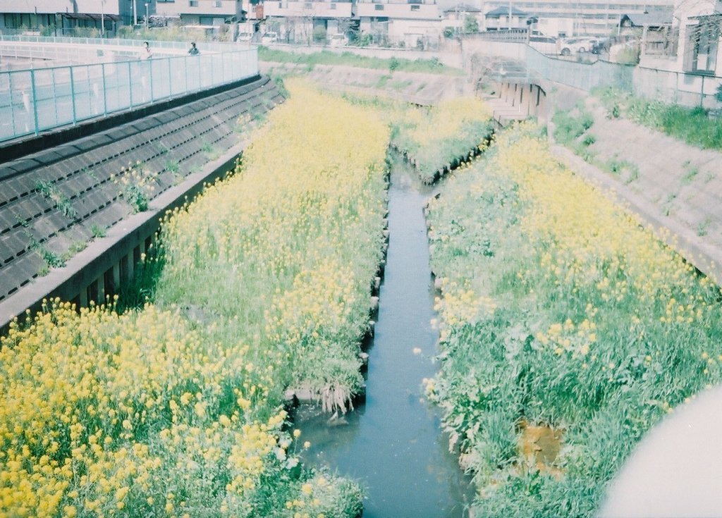 2019/04/06_芝川の菜の花（没カット）