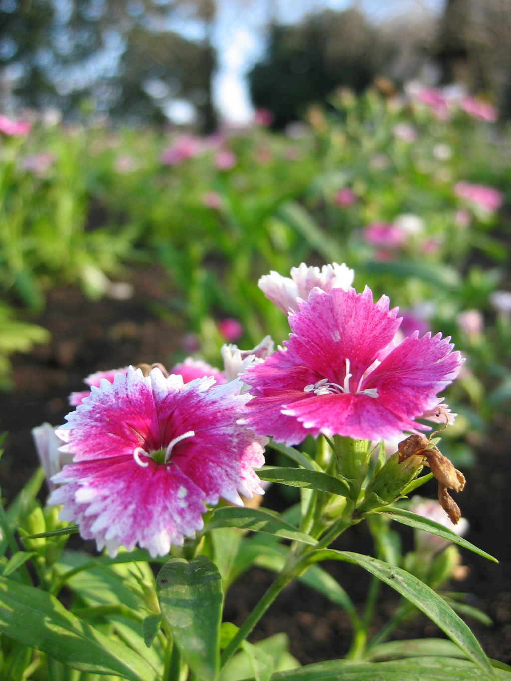 2016/03/19_花の丘農林公苑のナデシコ