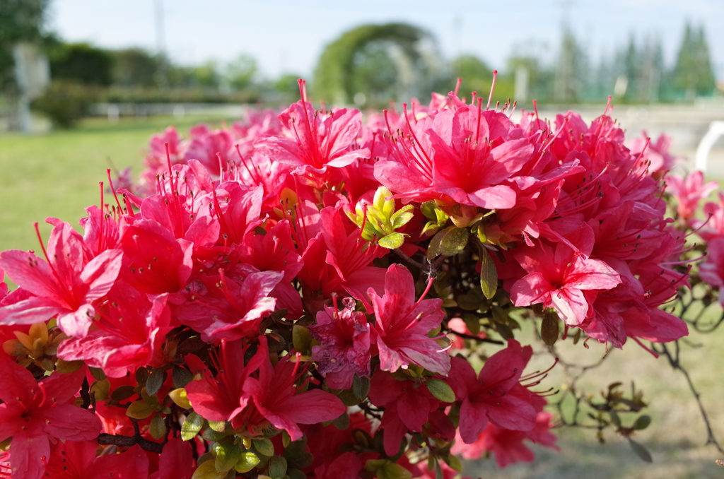 2015/04/29_伊奈バラ園のつつじ