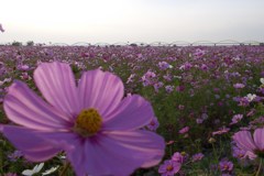 2015/11/01_吹上のコスモス畑