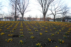 2015/02/15_花の丘農林公苑