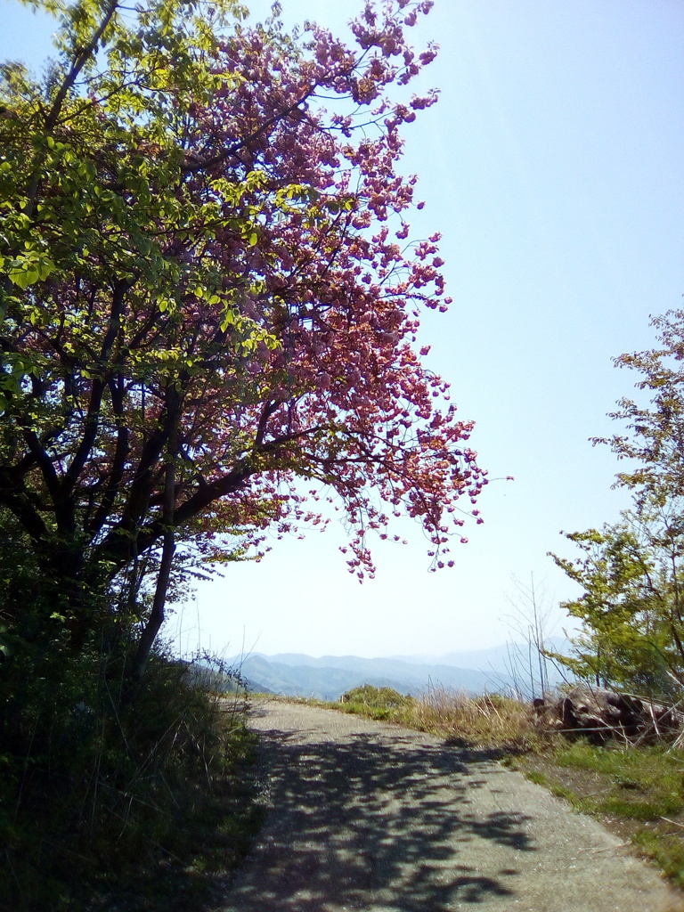 2018/04/22_登谷高原牧場の桜と秩父の山々