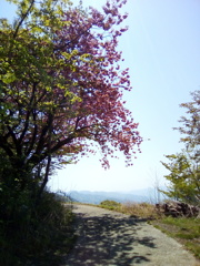 2018/04/22_登谷高原牧場の桜と秩父の山々