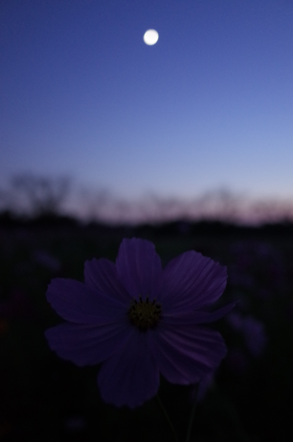 2015/10/18_蓮田駒崎の夕暮れコスモス
