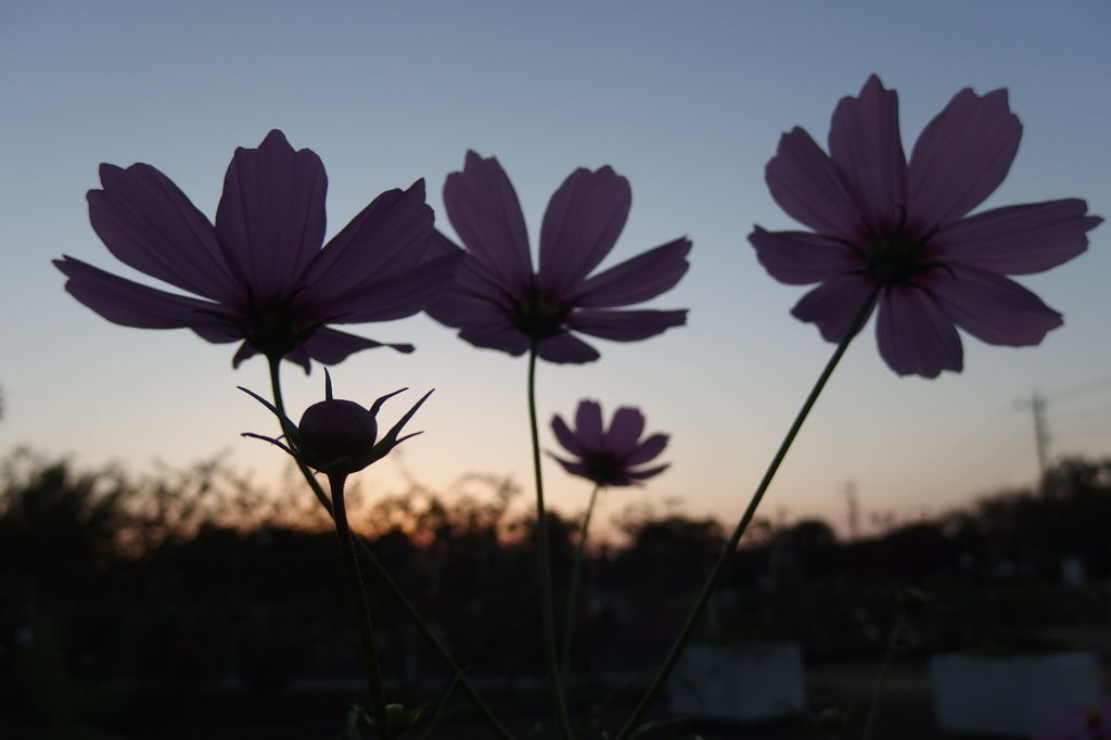 2015/10/18_伊奈バラ園の夕暮れコスモス