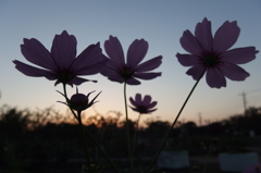 2015/10/18_伊奈バラ園の夕暮れコスモス