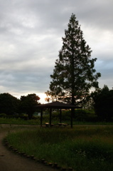 2014/06/29_夕暮れの伊奈町制施行記念公園