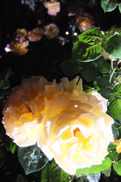 2015/05/17_夜の伊奈バラ園