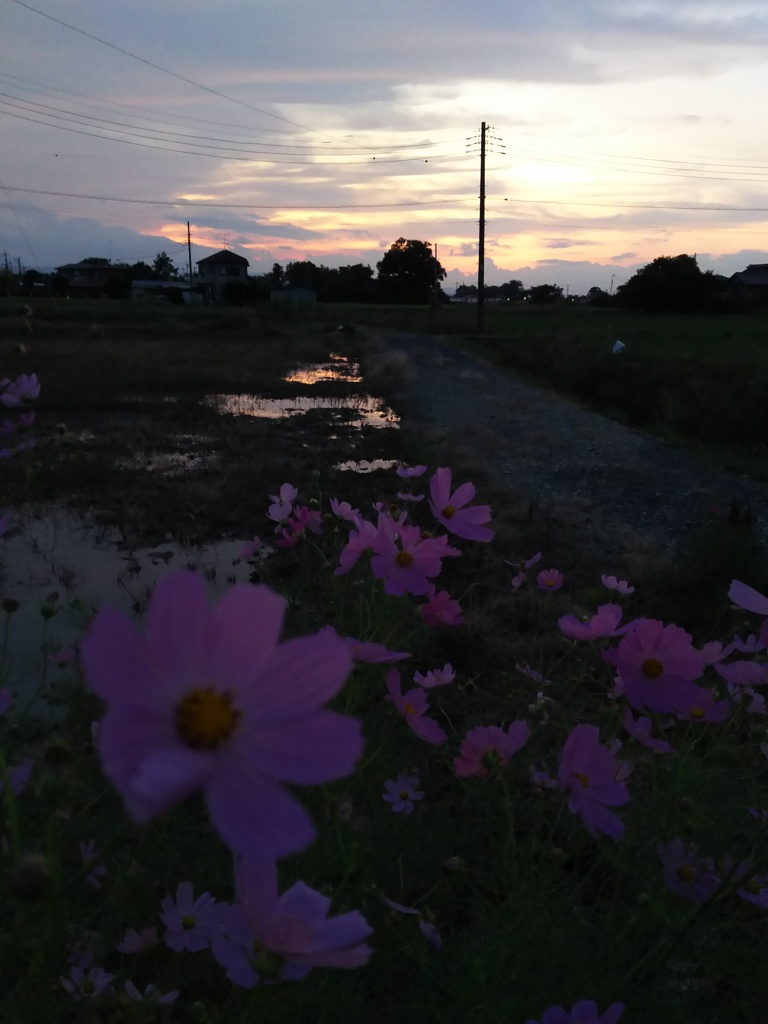 2017/09/24_コスモスと水田の夕暮れ