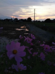 2017/09/24_コスモスと水田の夕暮れ