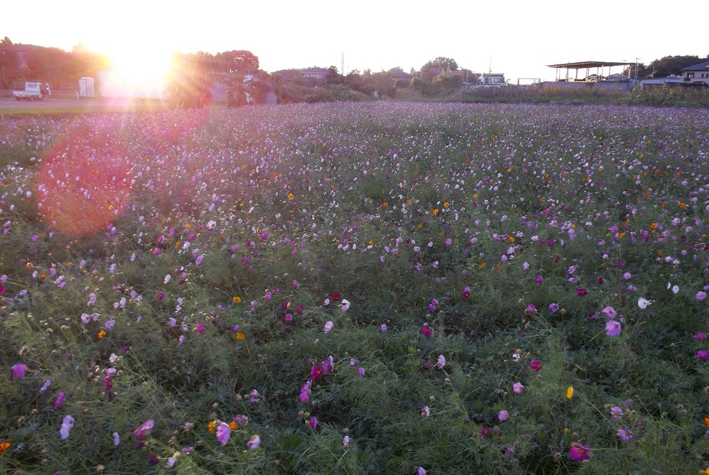 2015/10/25_夕暮れの蓮田駒崎コスモス畑